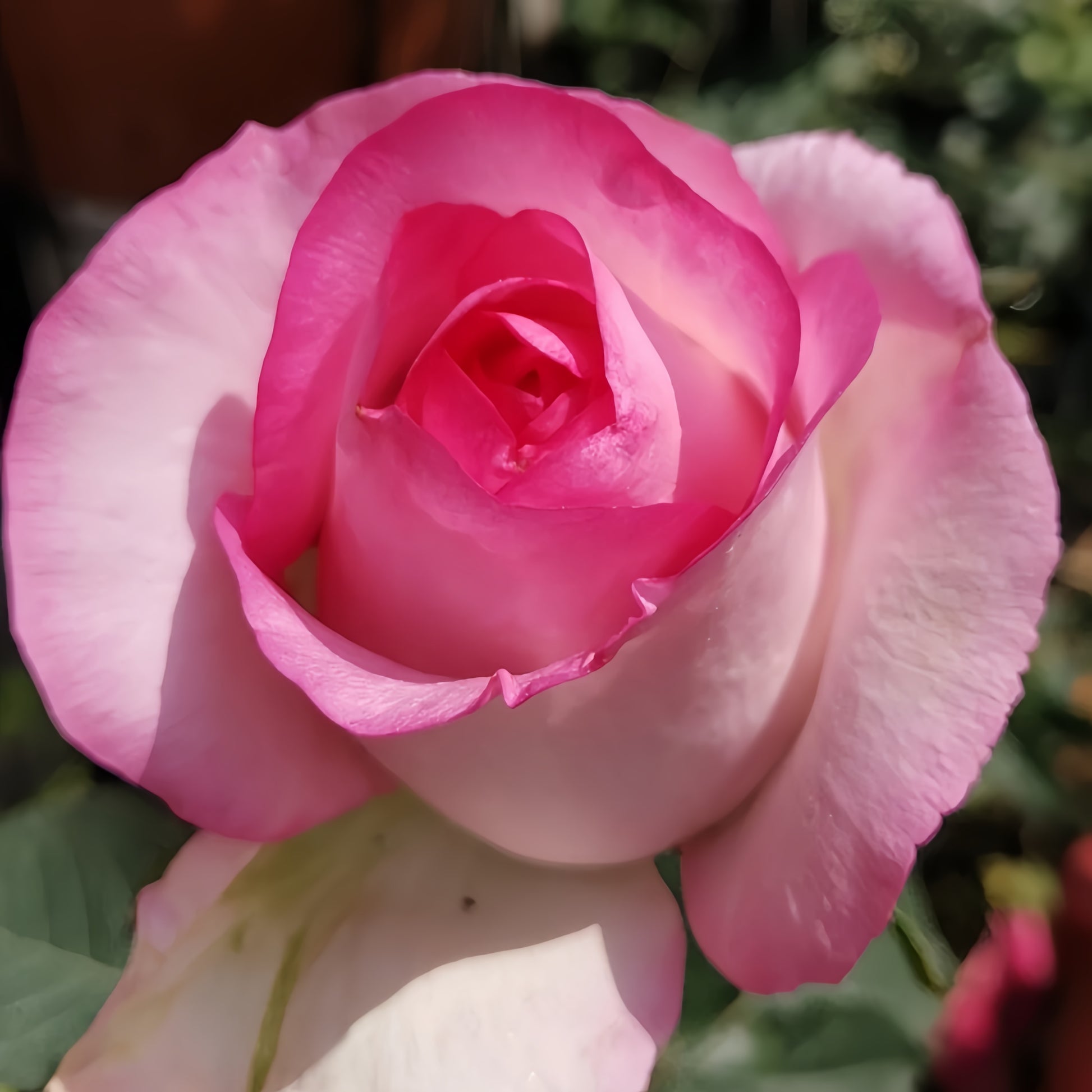Bella Vita Rose displaying creamy white petals with pink edges
