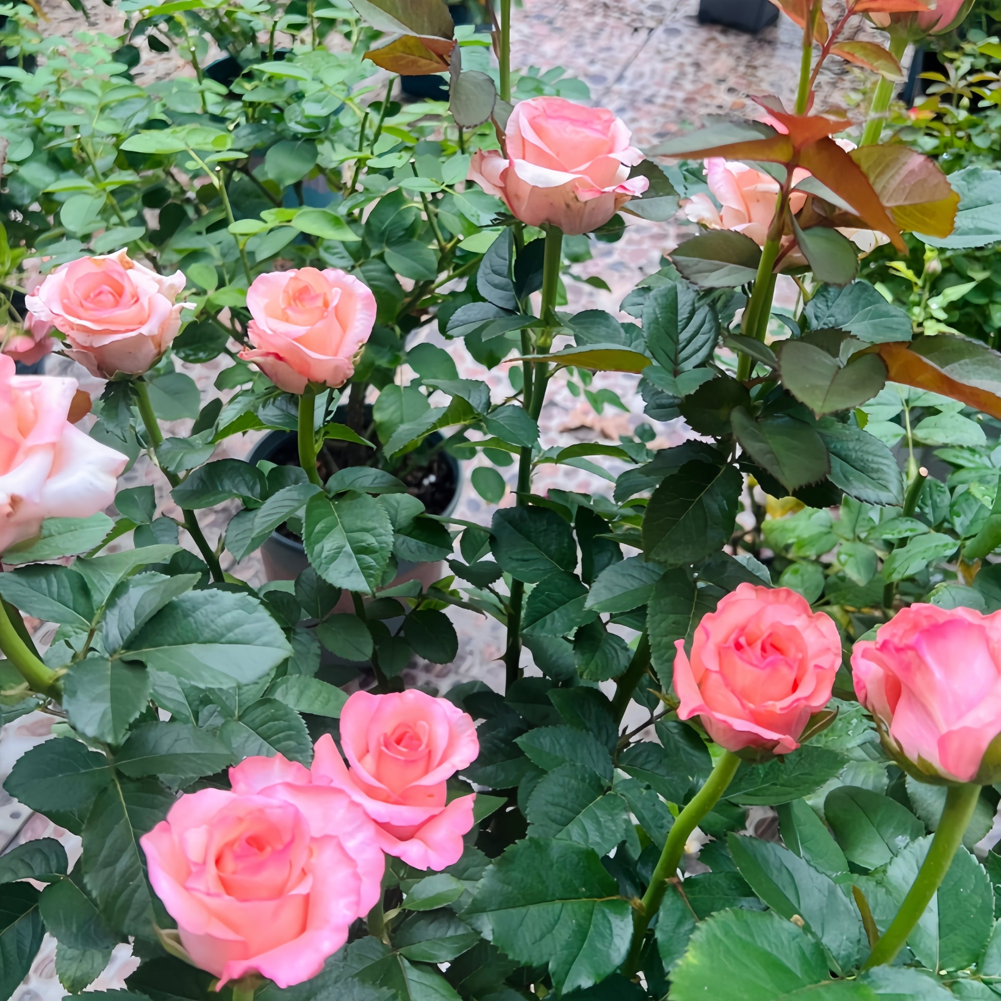 Bella Vita Rose displaying creamy white petals with pink edges