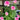 Bella Vita Rose garden rose with elegant blooms