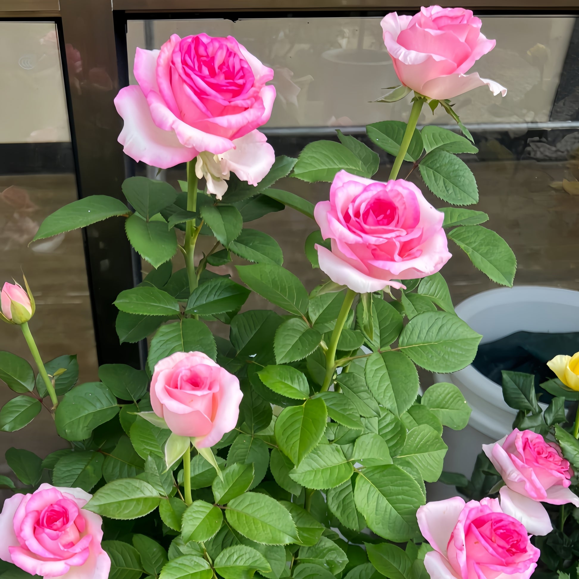 Bella Vita Rose displaying creamy white petals with pink edges