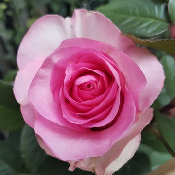 Bella Vita Rose displaying creamy white petals with pink edges
