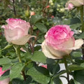 Bella Vita Rose displaying creamy white petals with pink edges