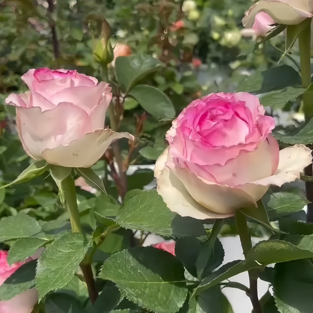 Bella Vita Rose displaying creamy white petals with pink edges