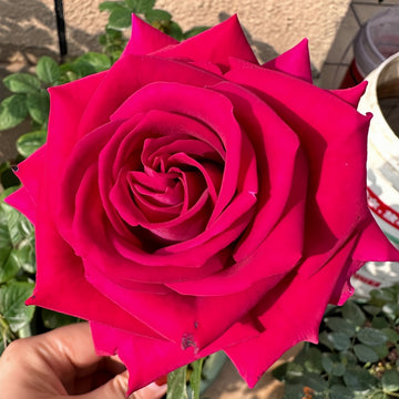 Belles Rives Rose