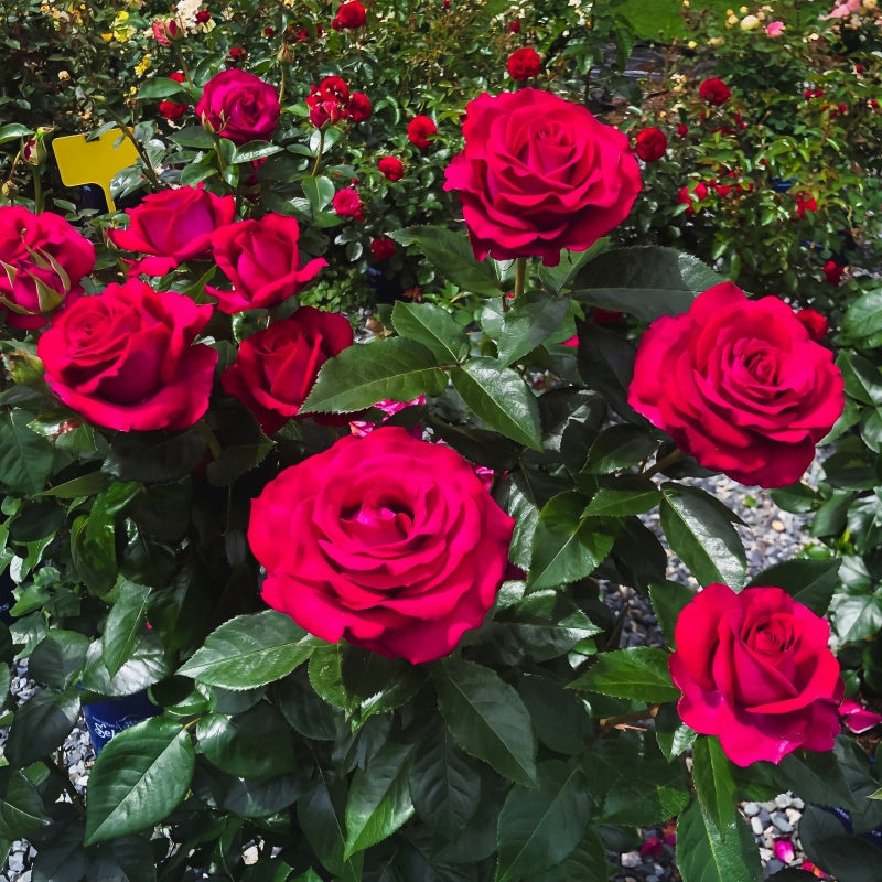 Belles Rives Rose
