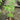 Beni Chidori Japanese Maple(own root) compact maple ideal for patios and bonsai