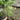 Beni Chidori Japanese Maple(own root) Japanese Maple with seasonal foliage color