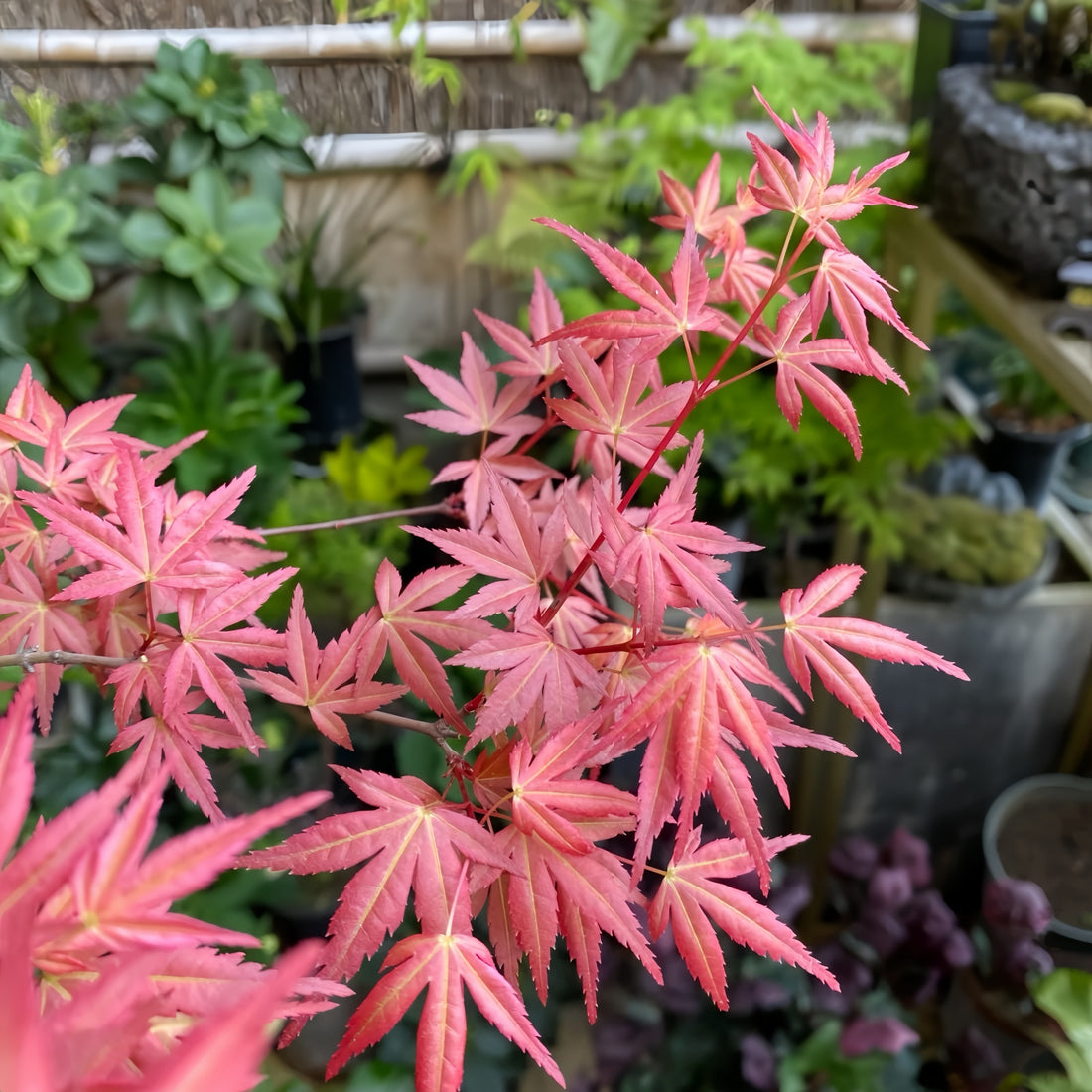 Beni Chidori Japanese Maple(own root) Japanese Maple with seasonal foliage color