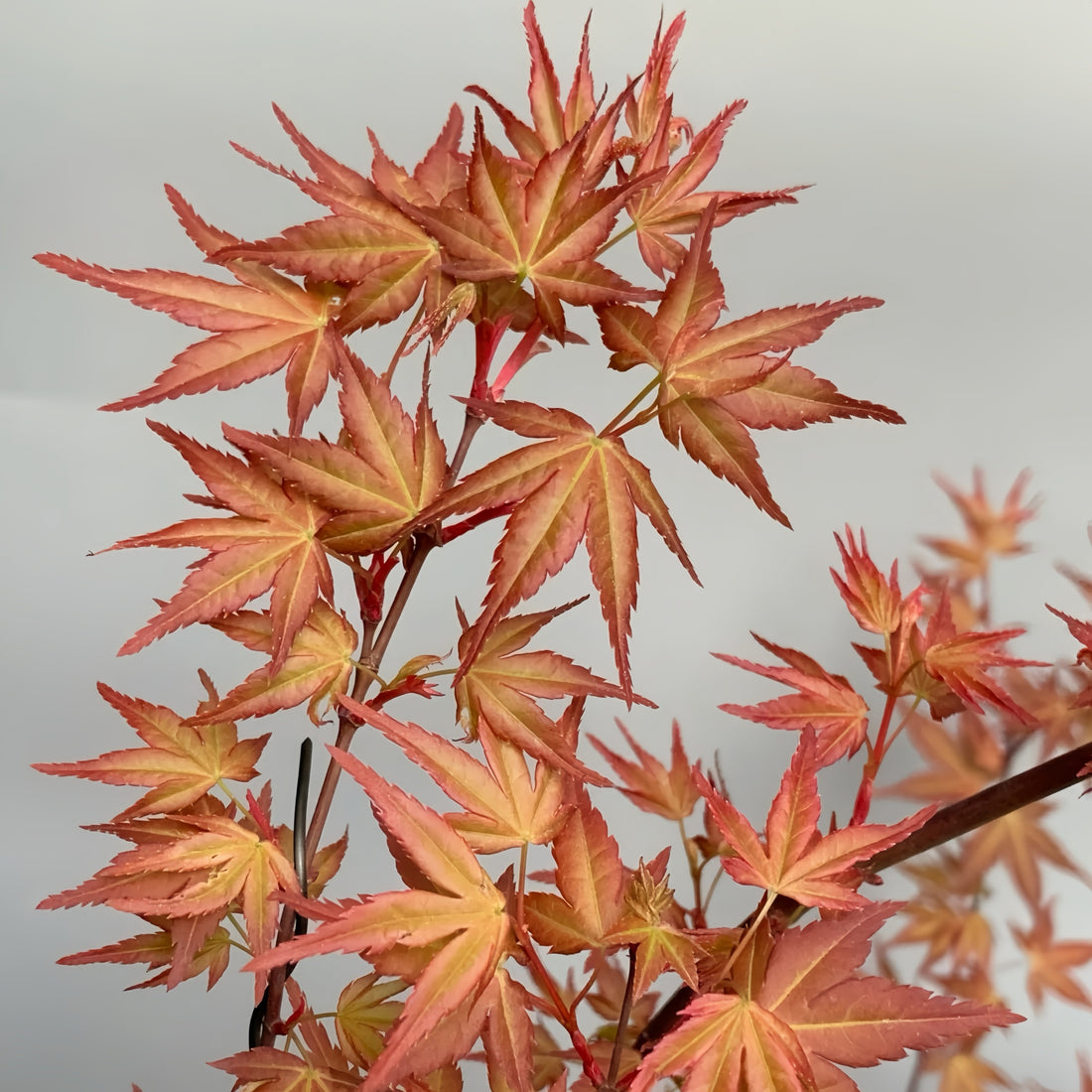 Beni Chidori Japanese Maple(own root) Japanese Maple with seasonal foliage color