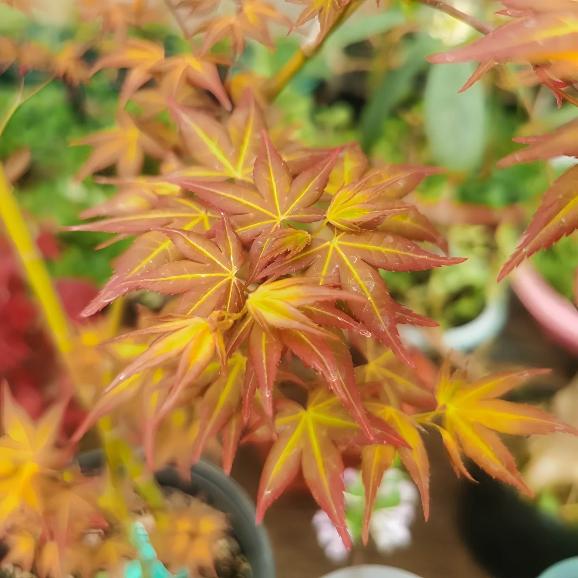 Beni Color Beni Chidori Japanese Maple(own root) – Seasonal Color – Fast-growing-Plant