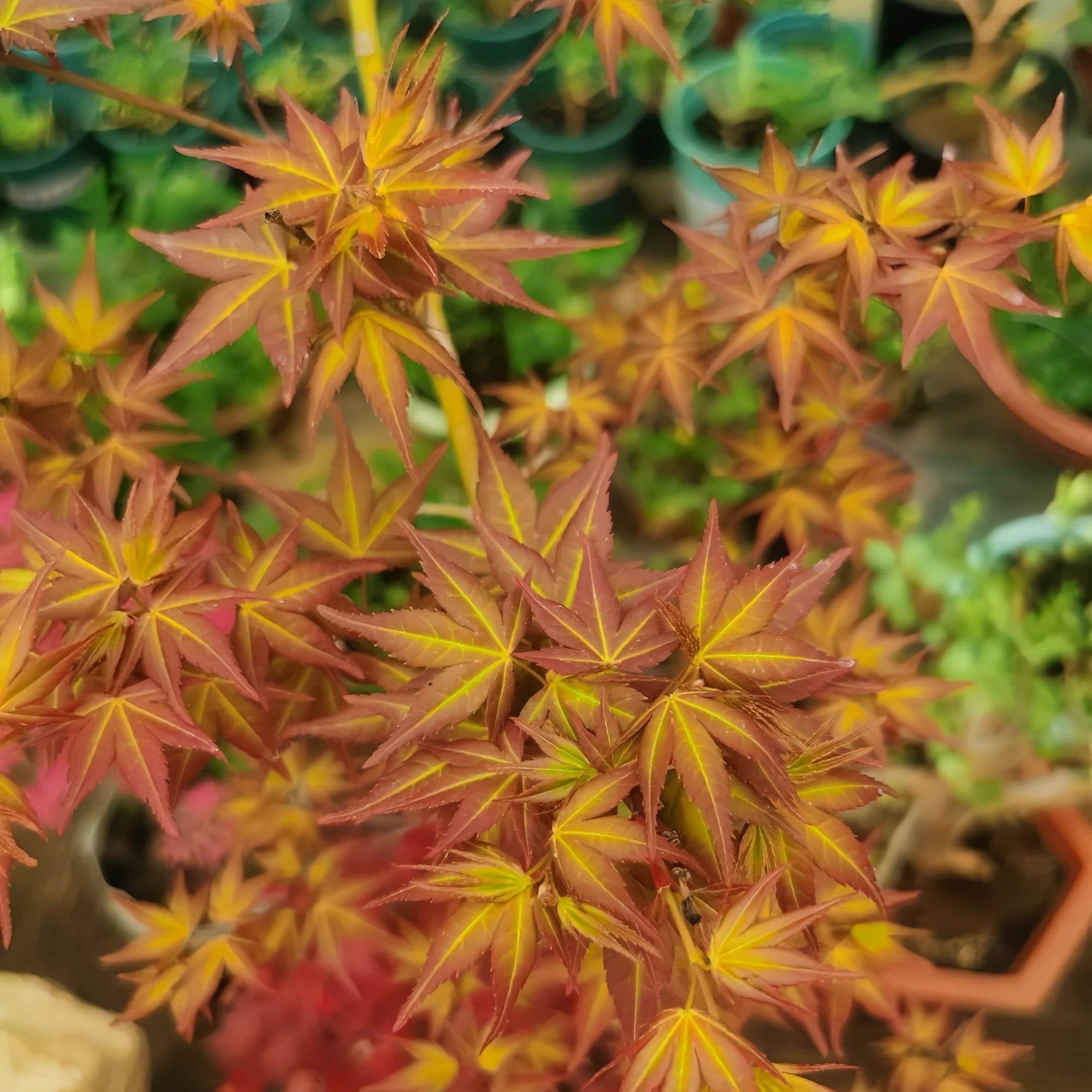 Beni Color Beni Chidori Japanese Maple(own root) – Seasonal Color – Fast-growing-Plant