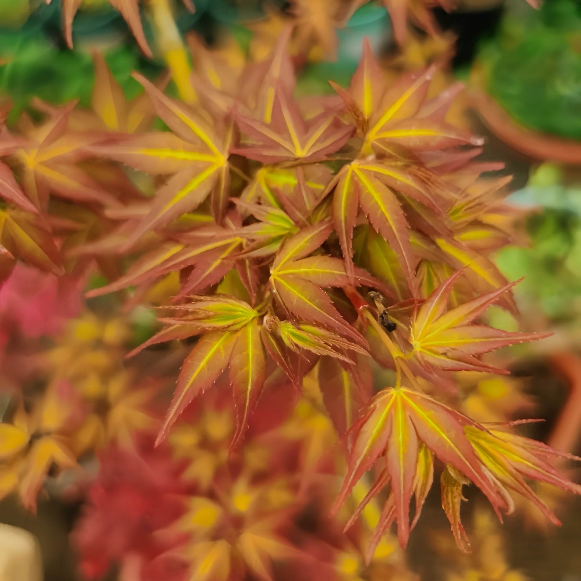 Beni Color Beni Chidori Japanese Maple(own root) – Seasonal Color – Fast-growing-Plant