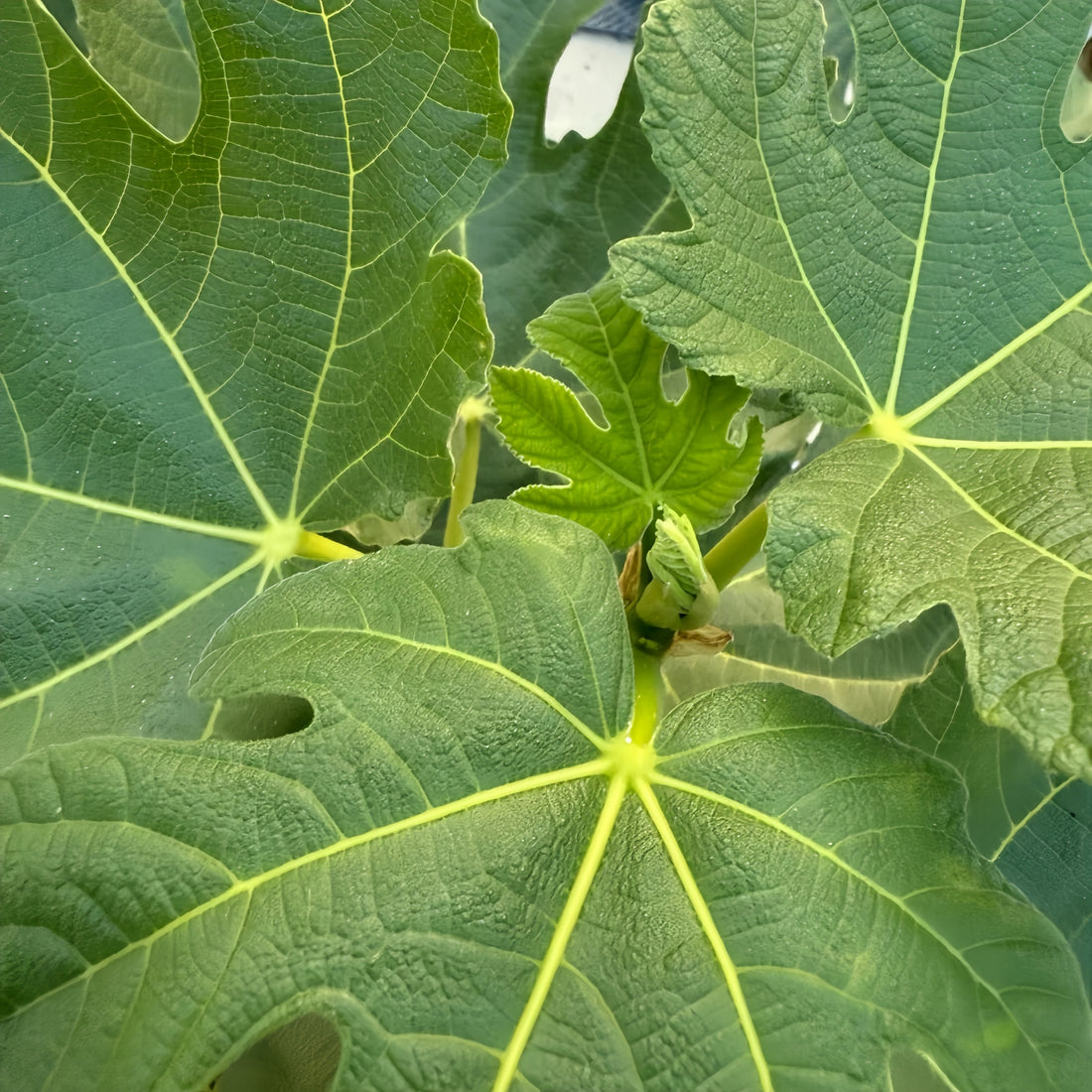 Black Caron Fig Tree with large dark purple-black fruits ready for harvest