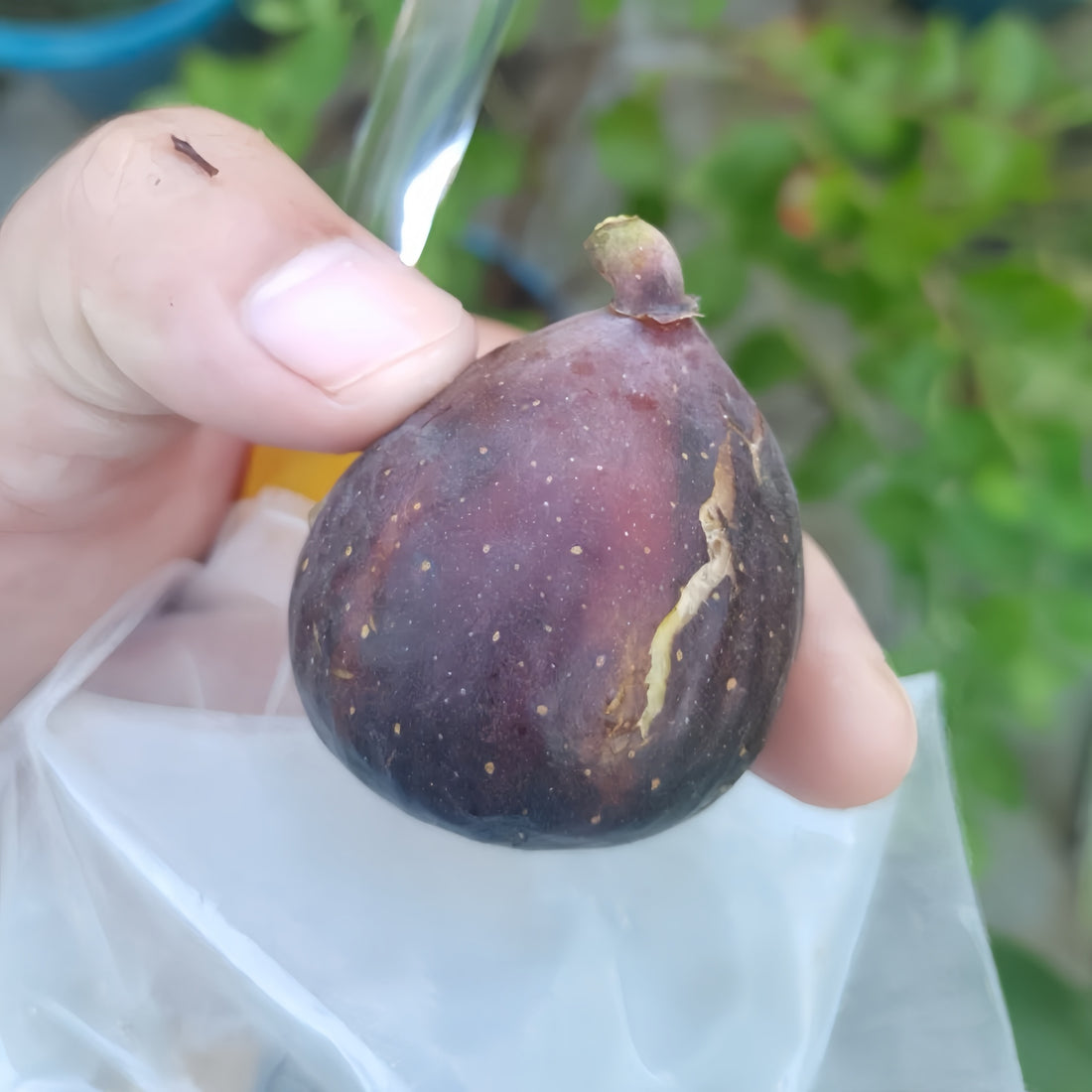 Black Caron Fig Tree with large dark purple-black fruits ready for harvest