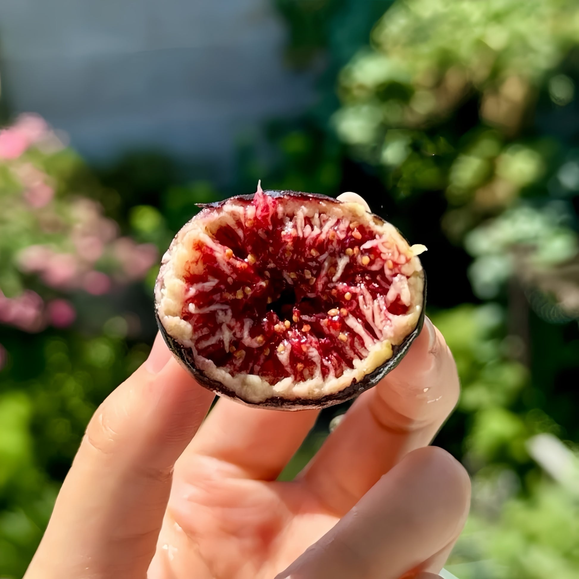 Black Caron Fig Tree with large dark purple-black fruits ready for harvest