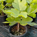Black Caron Fig Tree with large dark purple-black fruits ready for harvest