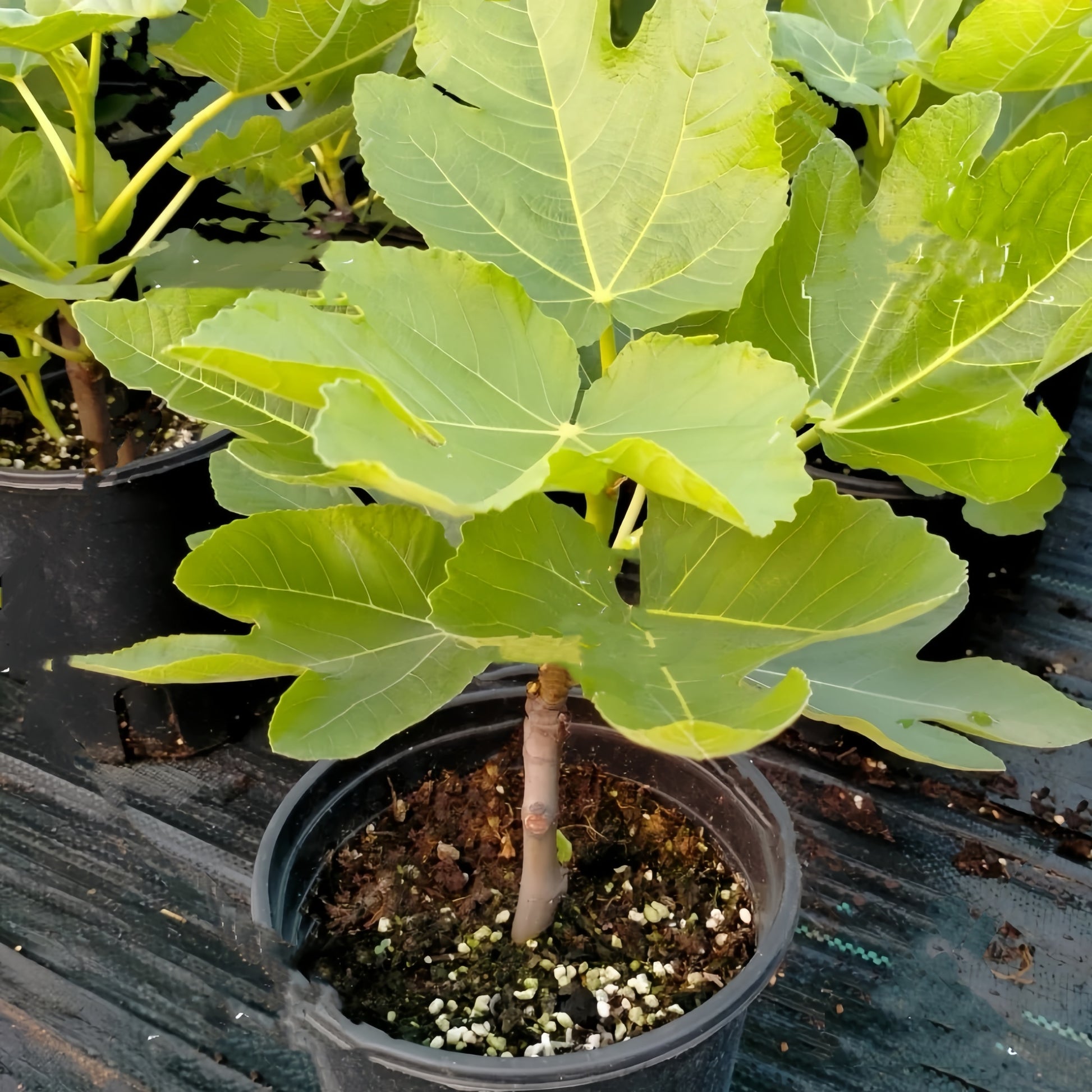 Black Caron Fig Tree with large dark purple-black fruits ready for harvest