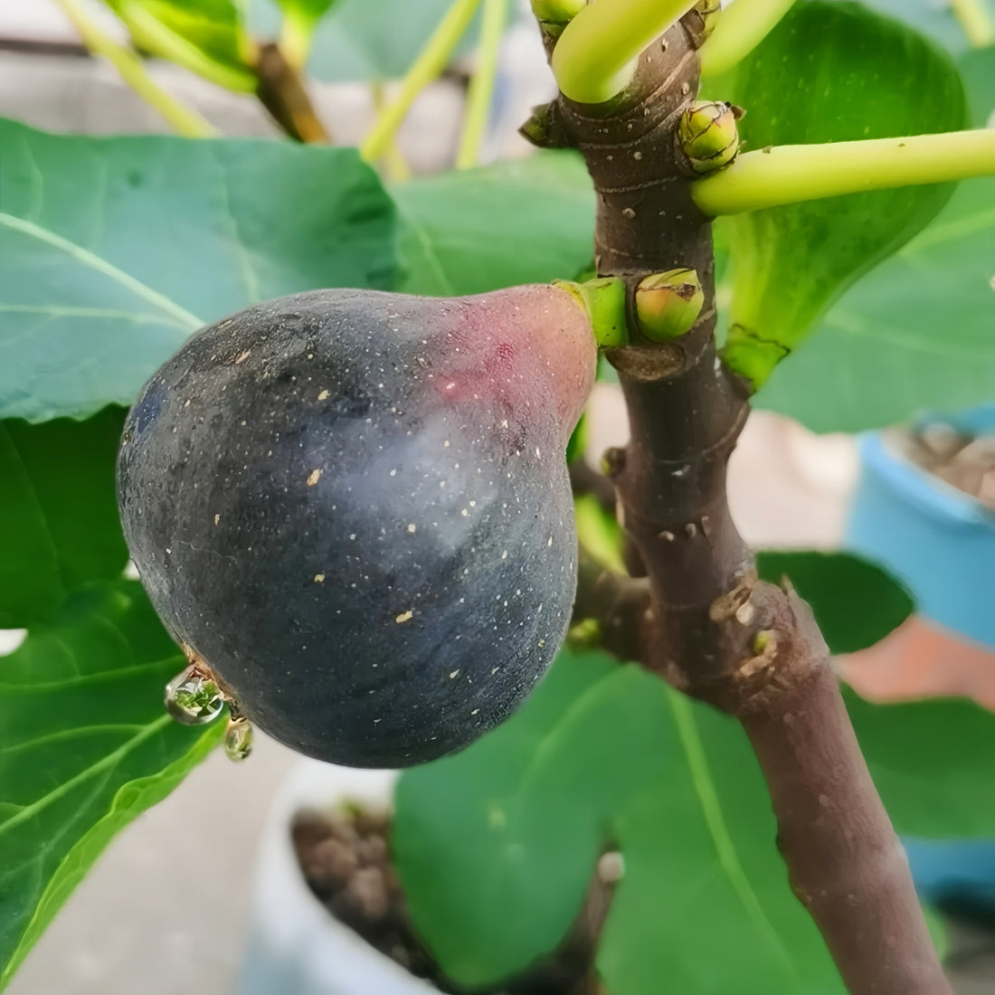 Black Madeira Fig Plant with dark purple fruit and red jam-like flesh