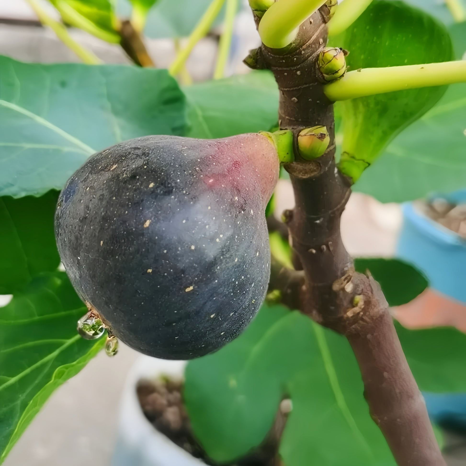 Black Madeira Fig Plant with dark purple fruit and red jam-like flesh