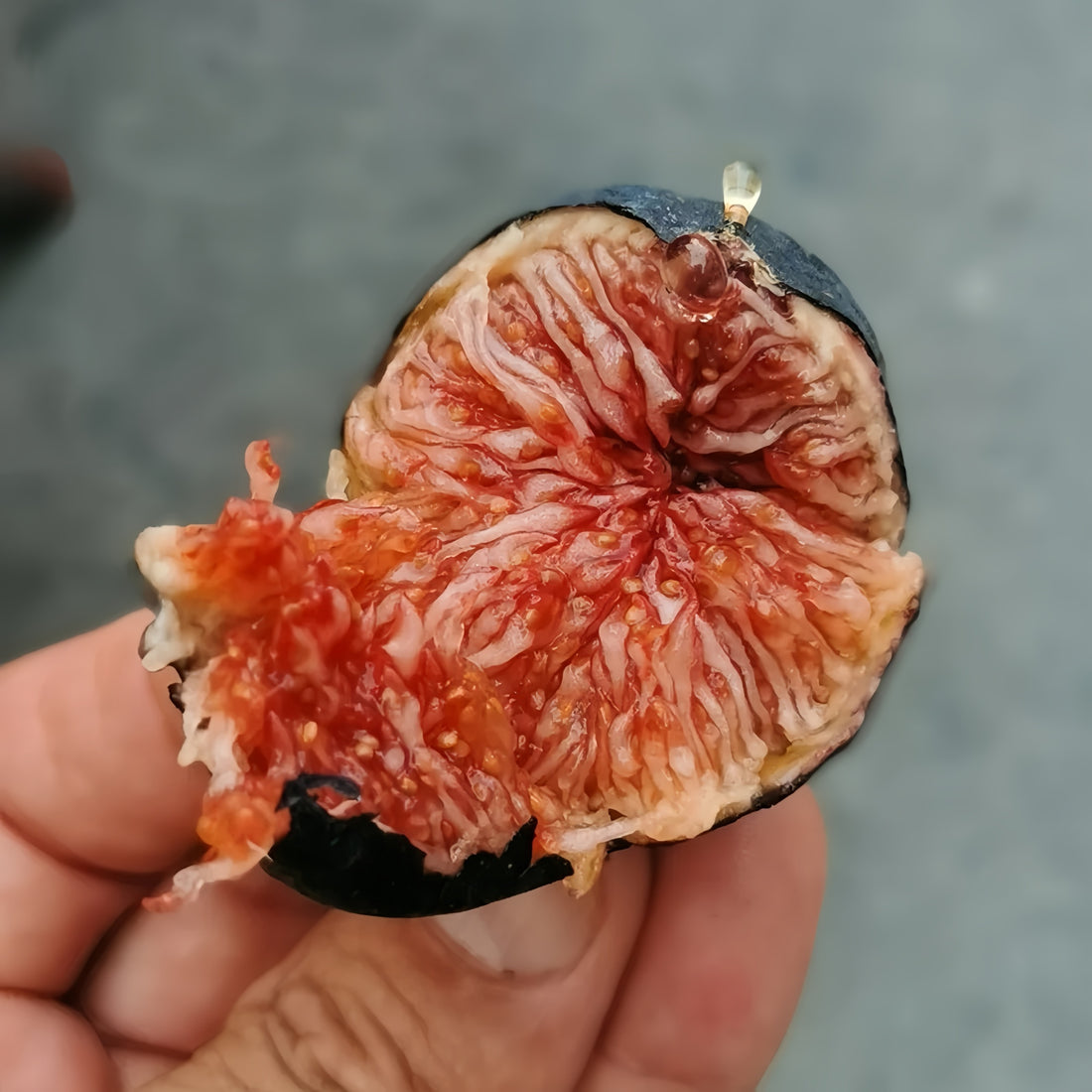 Black Madeira Fig Plant with dark purple fruit and red jam-like flesh