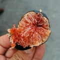 Black Madeira Fig Plant with dark purple fruit and red jam-like flesh