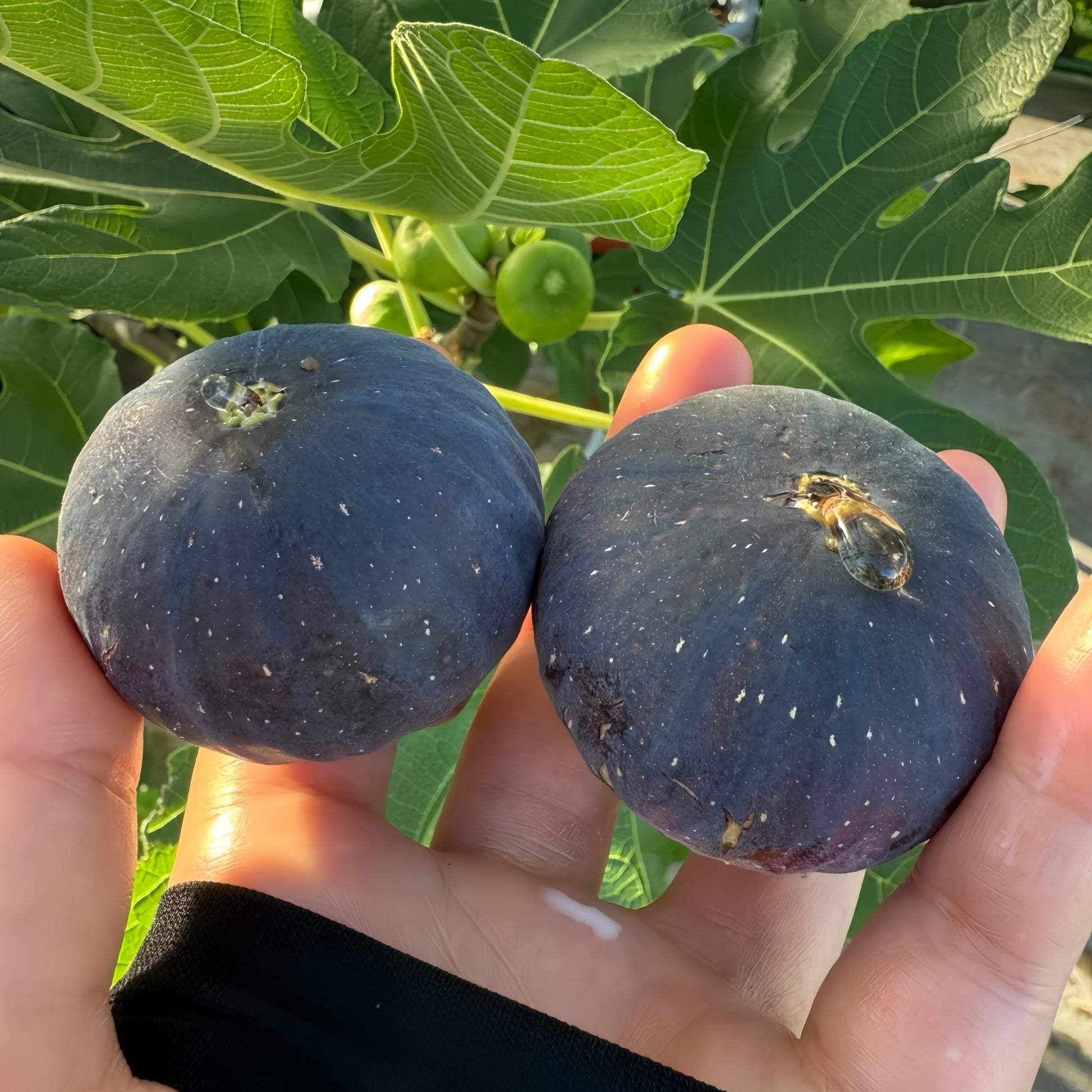 Black Madeira Fig Plant with dark purple fruit and red jam-like flesh