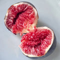 Black Madeira Fig Plant with dark purple fruit and red jam-like flesh