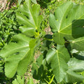 Black Madeira Fig Plant with dark purple fruit and red jam-like flesh