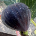 Black Madeira Fig Plant with dark purple fruit and red jam-like flesh