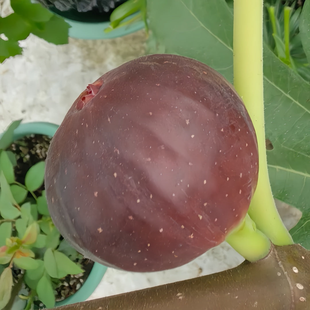 Black Mission fig tree with dark purple fruit and red-pink interior