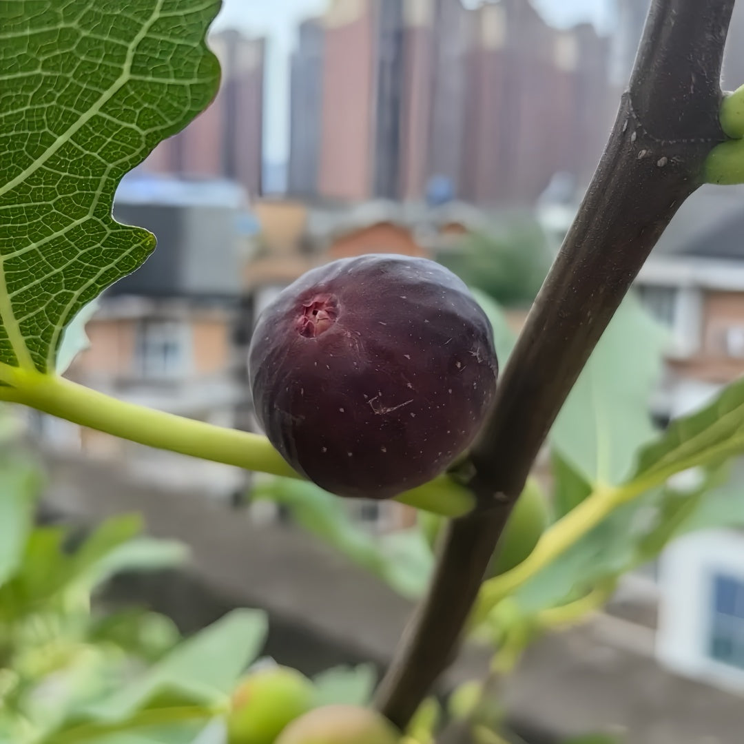 Black Mission fig tree with dark purple fruit and red-pink interior