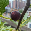 Black Mission fig tree with dark purple fruit and red-pink interior