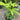 Black Mission fig tree with dark purple fruit and red-pink interior