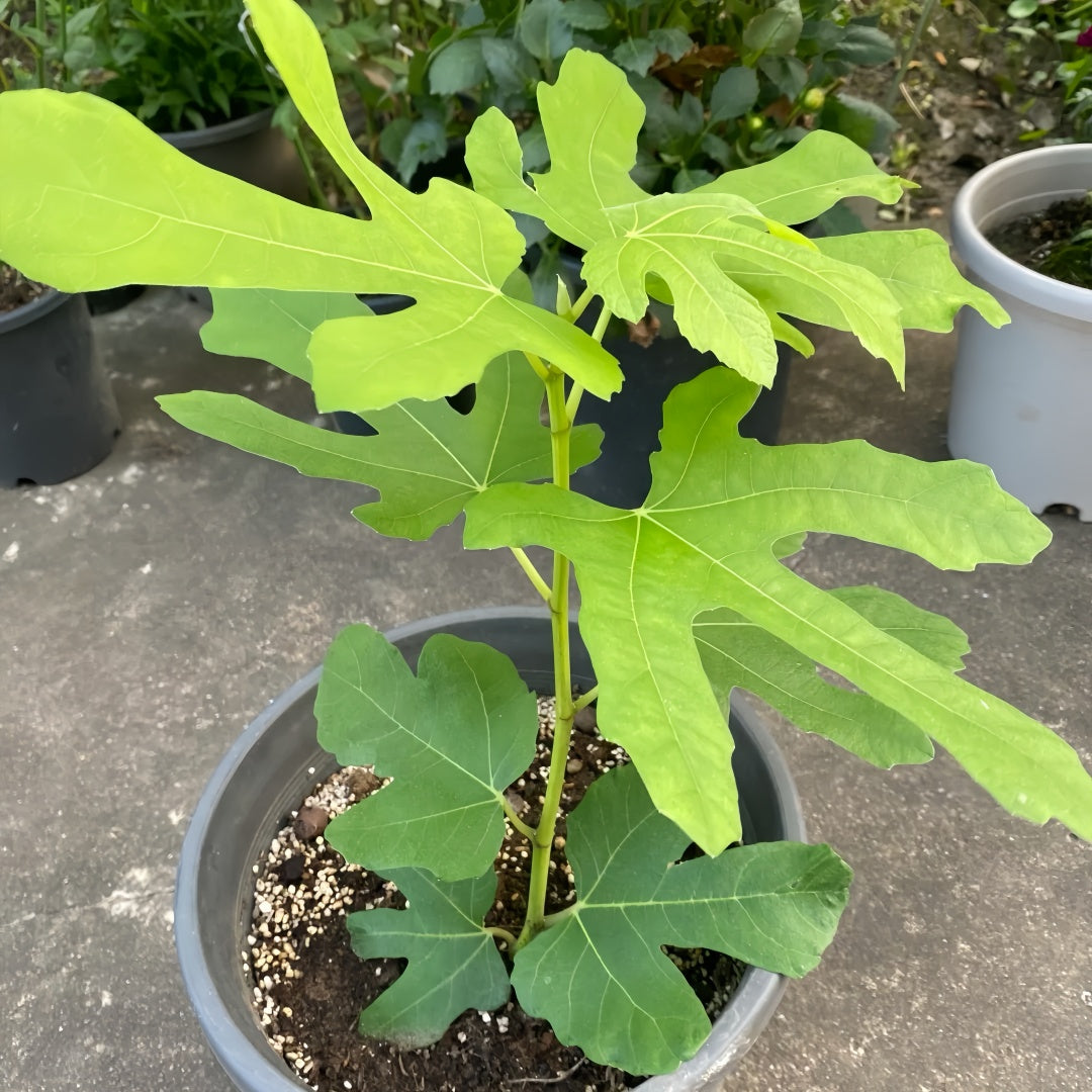 Black Mission fig tree with dark purple fruit and red-pink interior