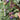 Black Mission fig tree with dark purple fruit and red-pink interior