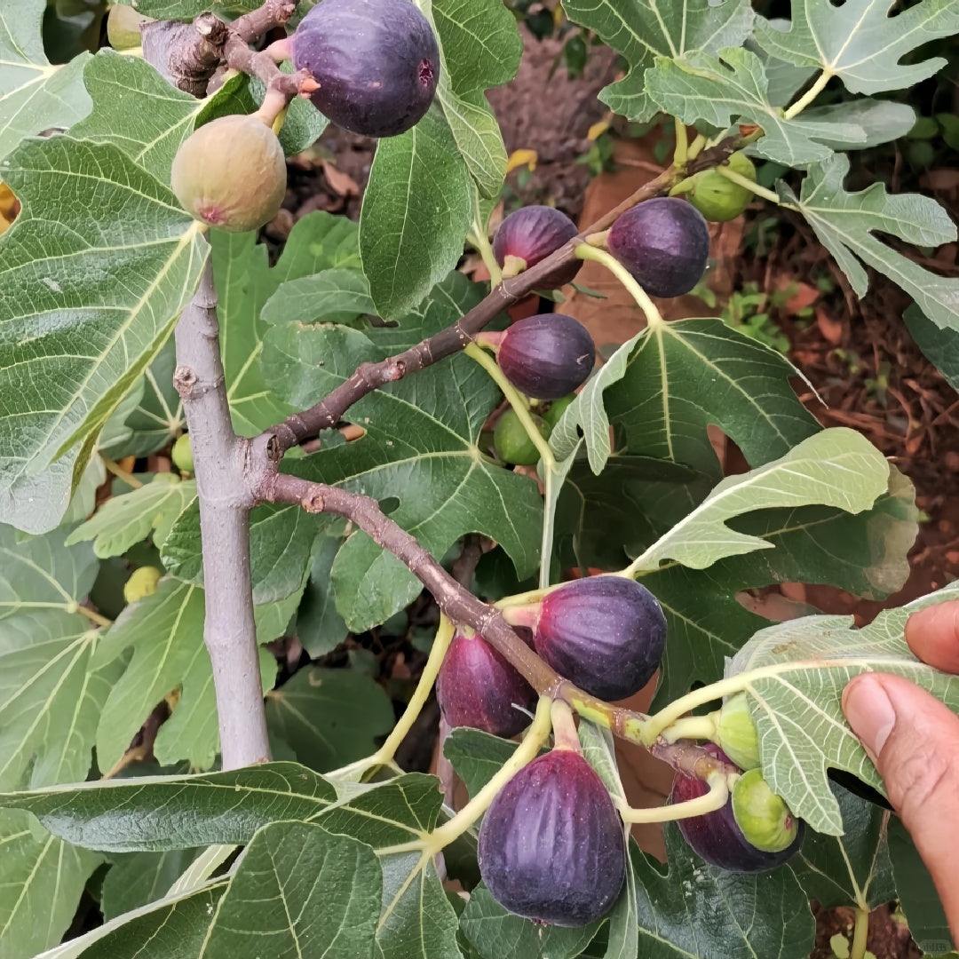 Black Mission fig tree with dark purple fruit and red-pink interior
