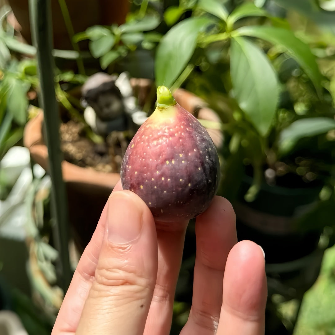 Ripe Black Mission figs hanging on branches in full sun garden