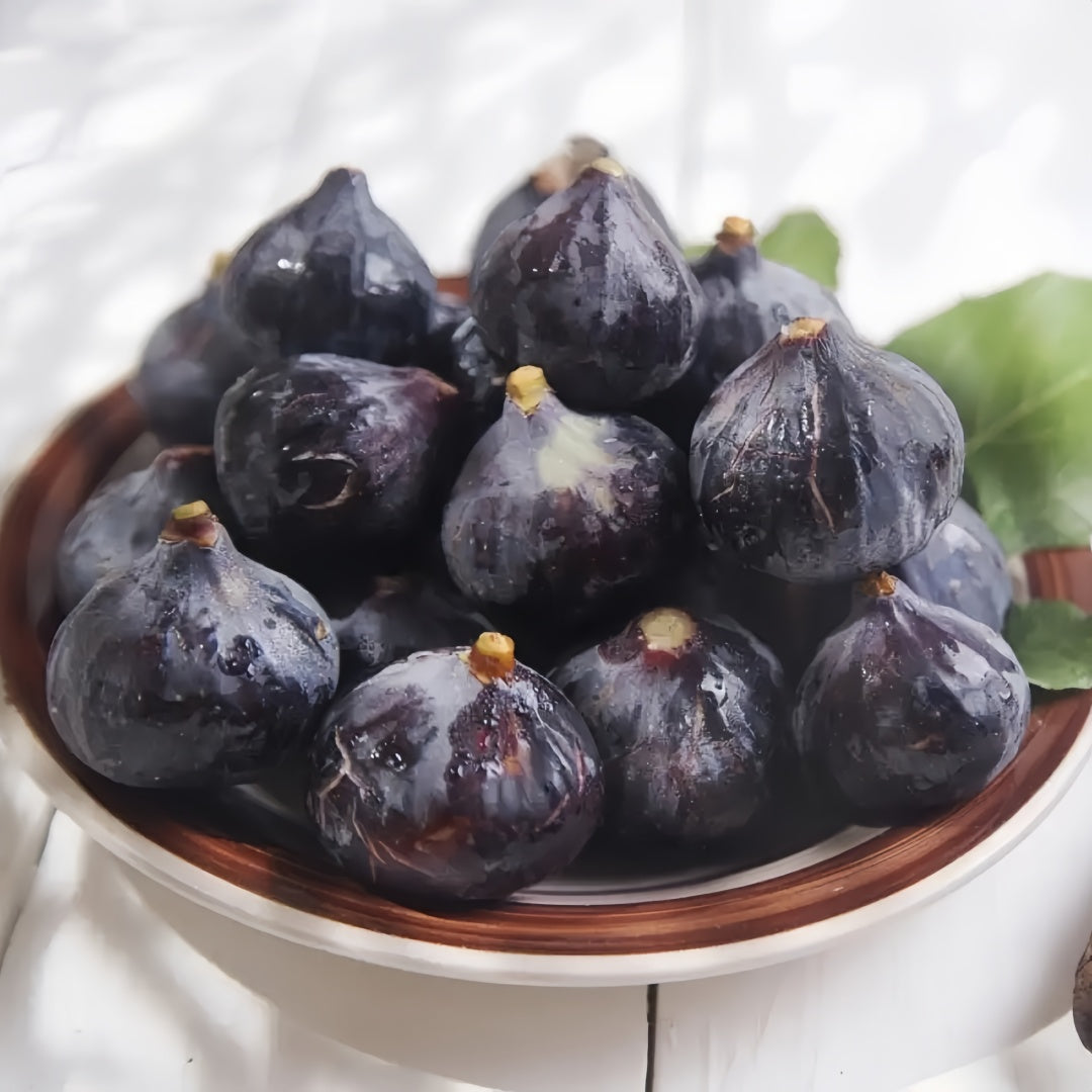 Ripe Black Mission figs hanging on branches in full sun garden