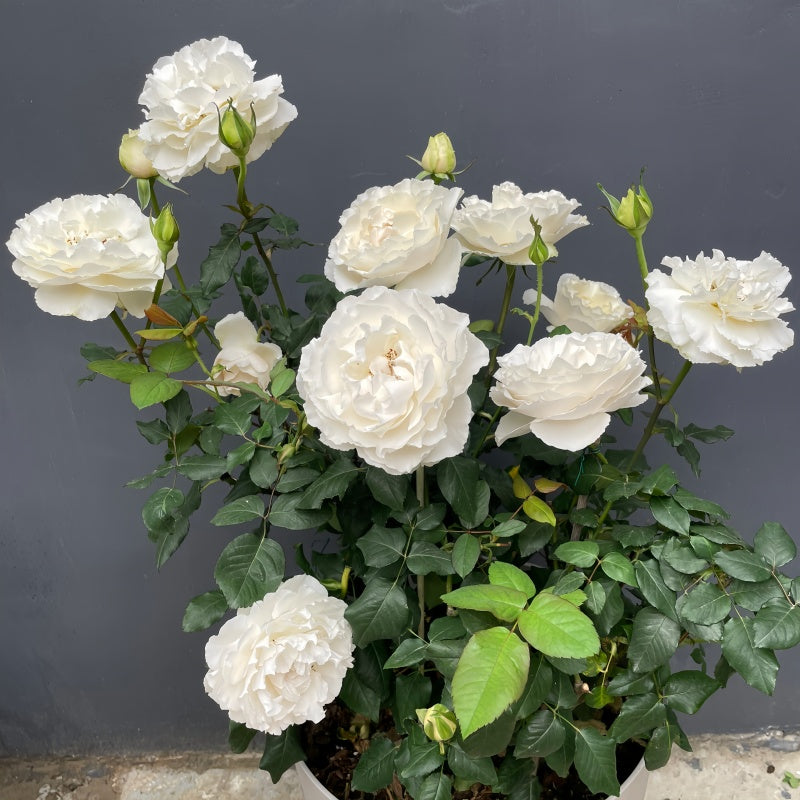 Blanche Neige (White Snow Princess) Rose