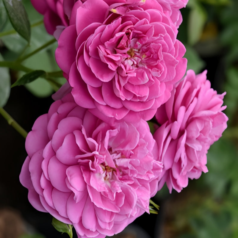 Blue Boy Rose