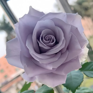 Blue Dress Rose