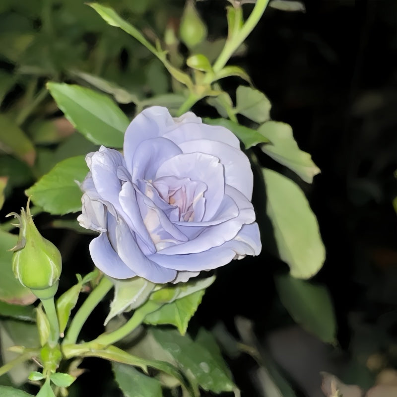 Blue Dress Rose