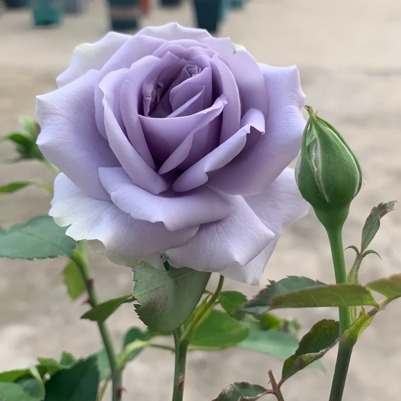Blue Dress Rose Elegant Garden Rose Fast-growing-Plant Blue Dress Rose Elegant Garden Rose Fast-growing-Plant