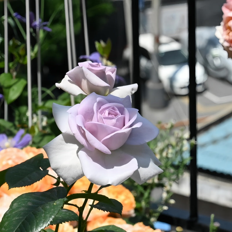 Blue Bajou Rose