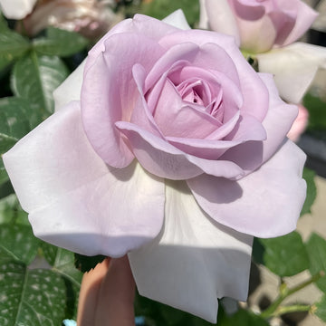 Blue Bajou Rose