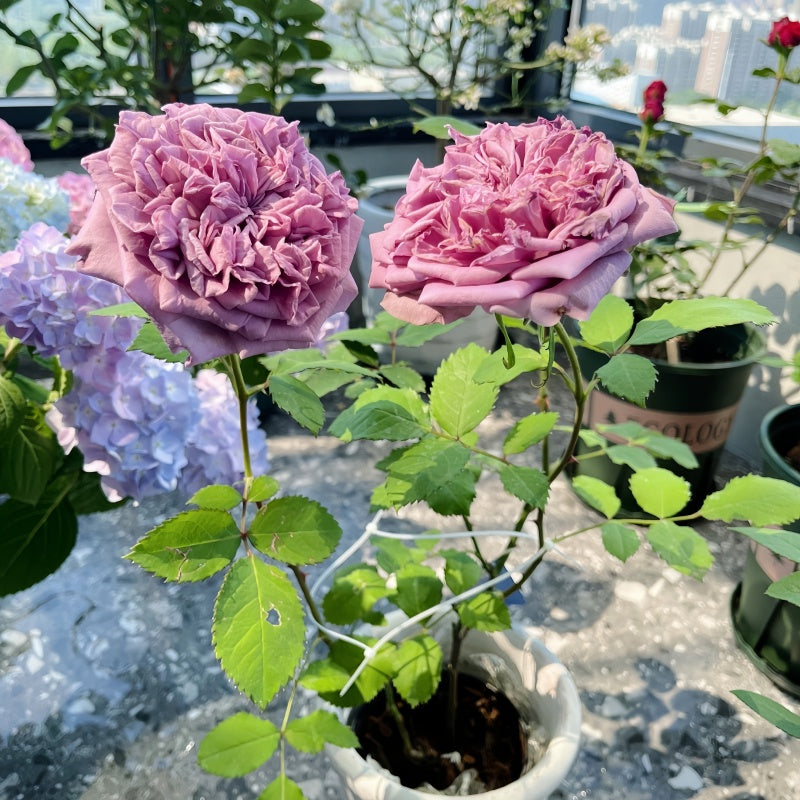 Blue Romanesque Rose in full bloom, velvety petals, hybrid rose