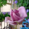 Blue Romanesque Rose in full bloom, velvety petals, hybrid rose