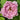 Lan Hua Kui Peony – Soft Blue-Pink Crown-Form Bloom