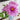 Lan Hua Kui Peony – Soft Blue-Pink Crown-Form Bloom