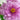 Lan Hua Kui Peony – Soft Blue-Pink Crown-Form Bloom